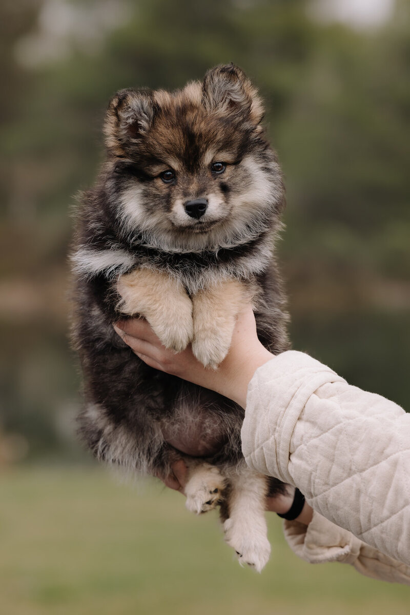Finnish Lapphund Breeder California