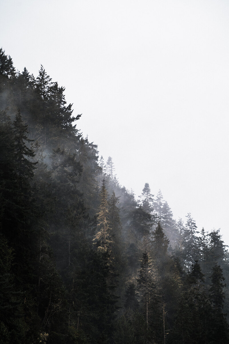 Close up image when a mist settles into a forest of evergreens on Washington's Olympic Peninsula