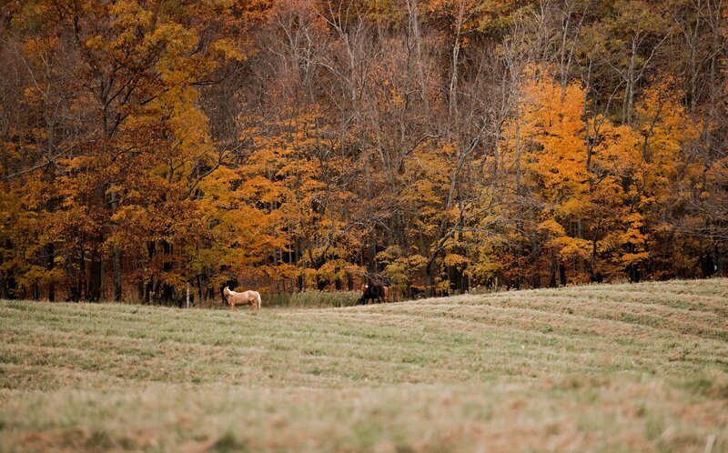 A mountain field with a golden horse in autumn