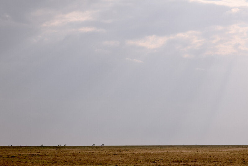 safariedited-548