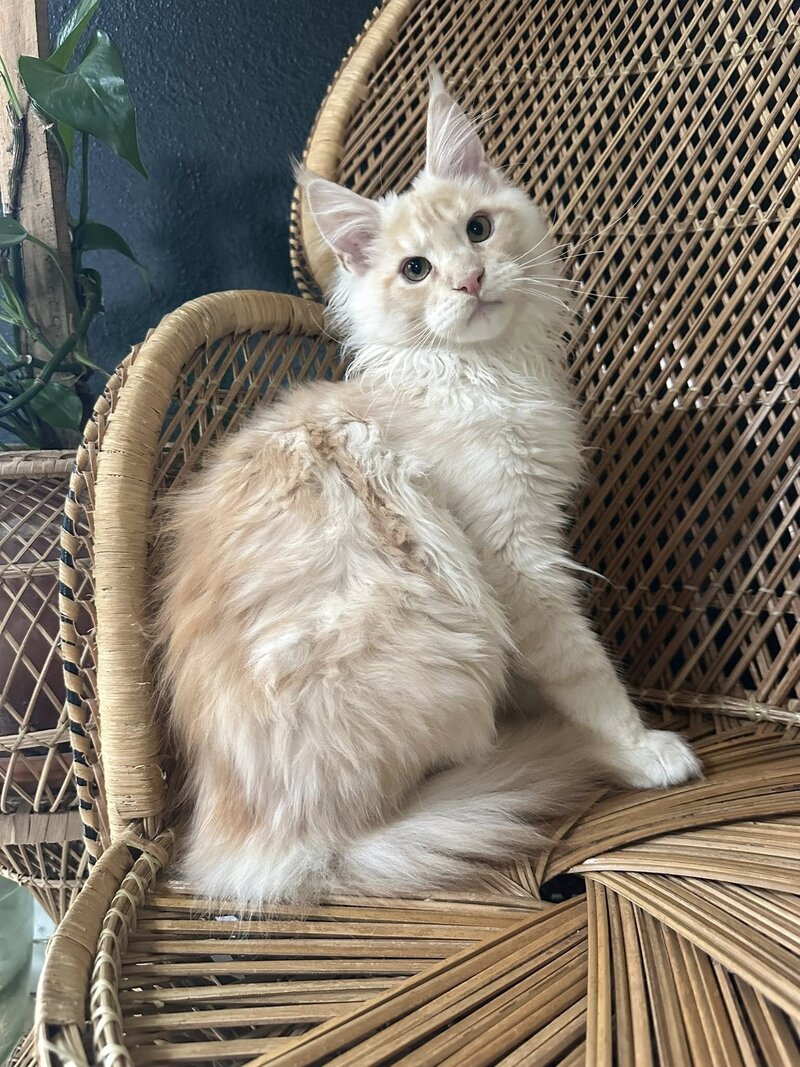 Red Silver Tabby 3 month old Maine Coon kitten.