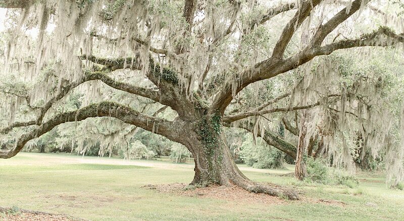 Magnolia-plantation-and-gardens-Charleston-SC-south-carolina-wedding-13