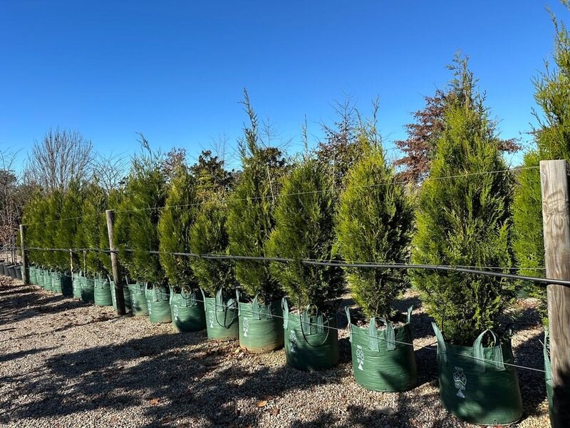 Conifers - Western Red Cedar - Upright - Thuja Plicata Fastigiata