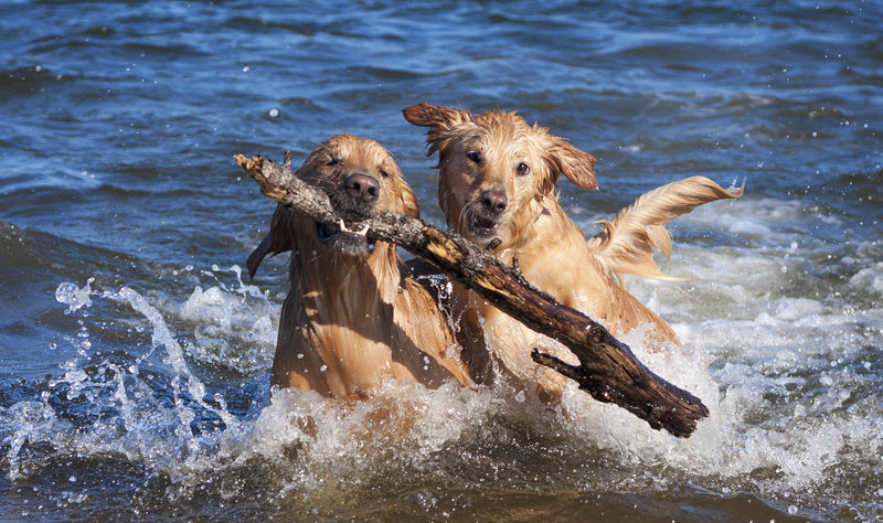 san diego dog photographer 5