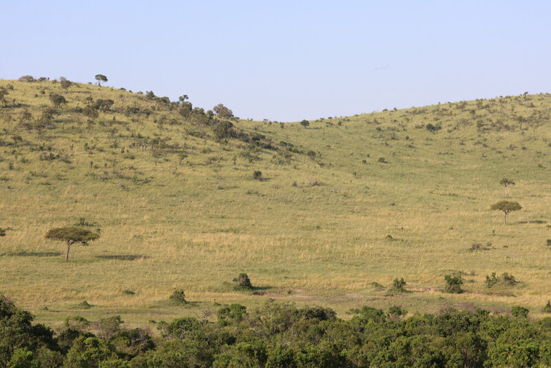 safariedited-342