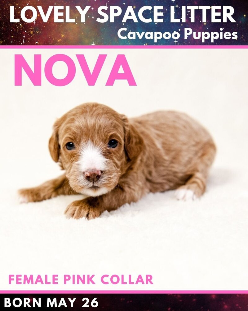 Space - Pink Rose Female