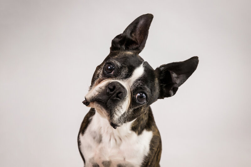 boston terrier pet tilts head to the side for professional portraits
