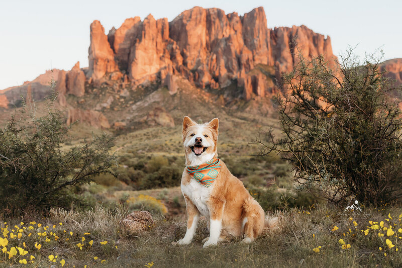 Lost Dutchman State Park with a dog