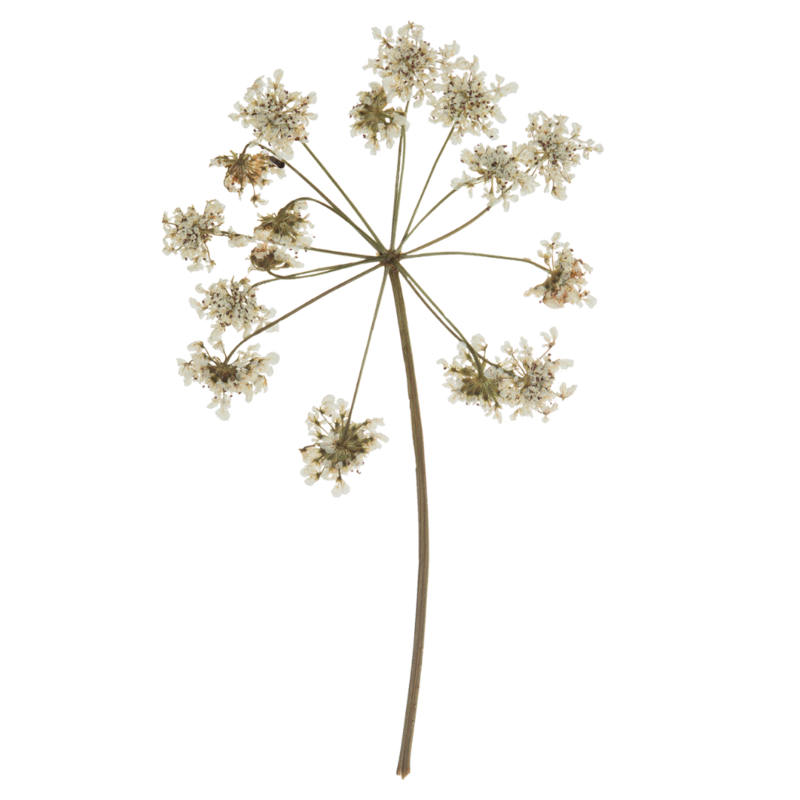 pressed white flowers
