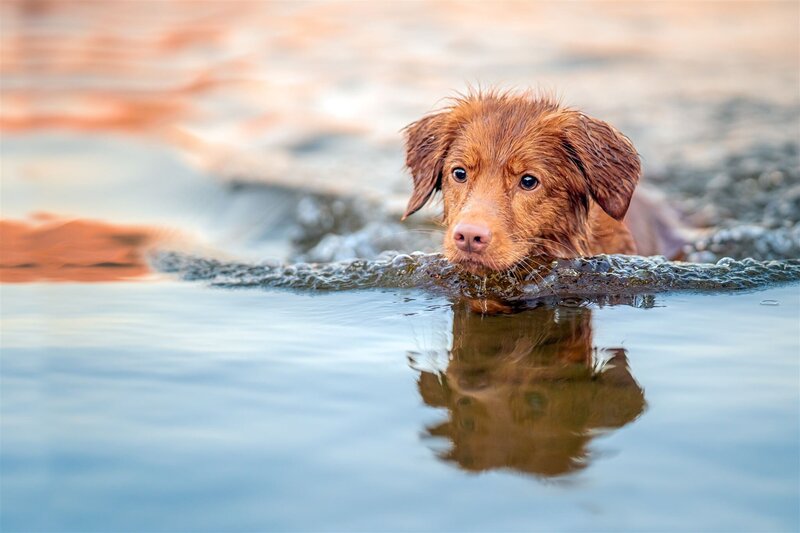 _11_FotografSandraTortenvik-Nellie_A736658-Rediger_websize