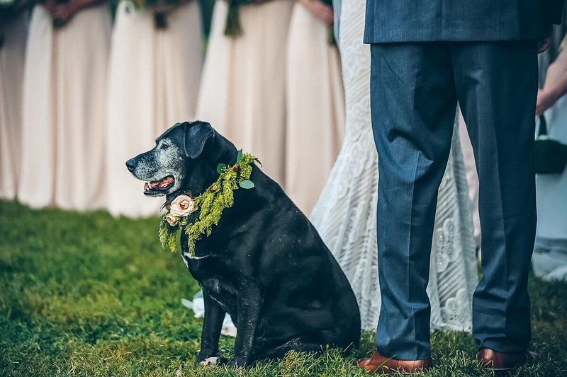 Light Shifter Studios captures a North Carolina farm wedding .