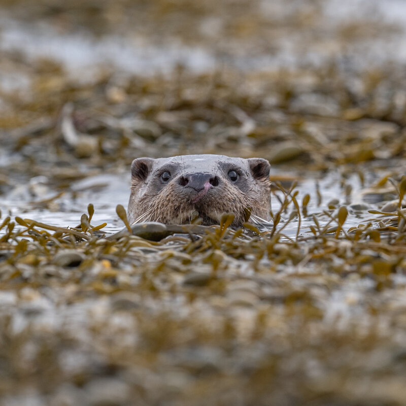 Isle of Mull photography workshop otters wildlife
