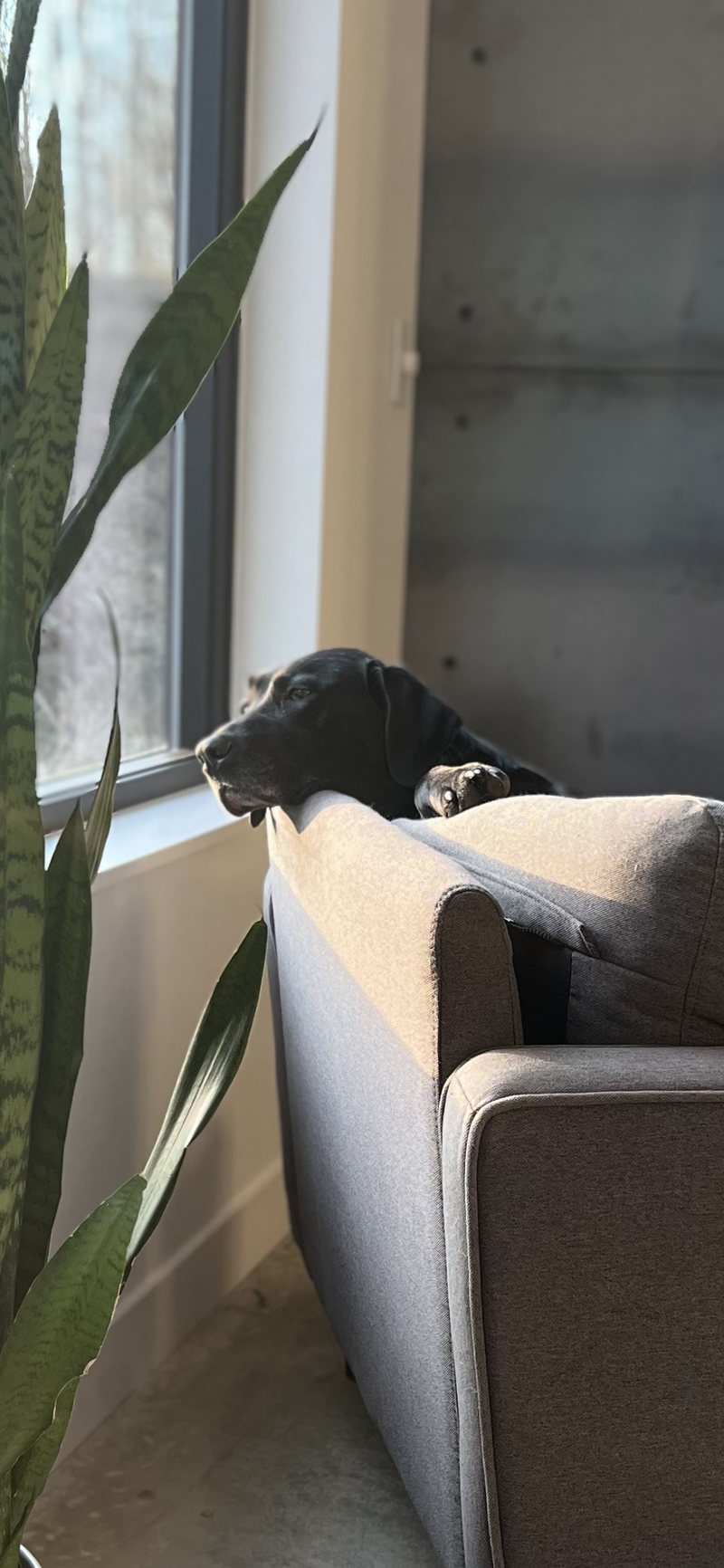 Black labrador retriever sitting with his head resting on the back of a grey chair looking out the window.