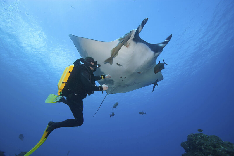 Scuba diver swims under huge manta ray underwater at Galapagos Islands
