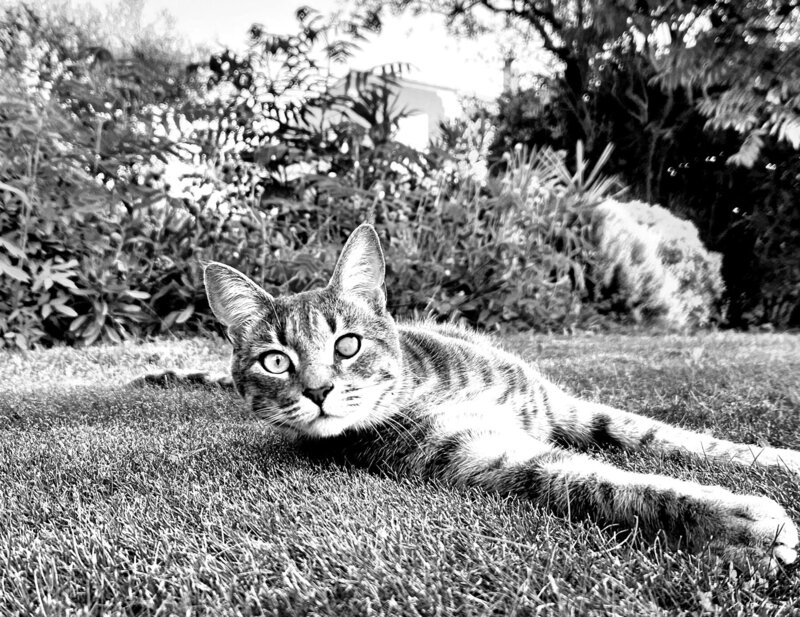 chat-mignon
