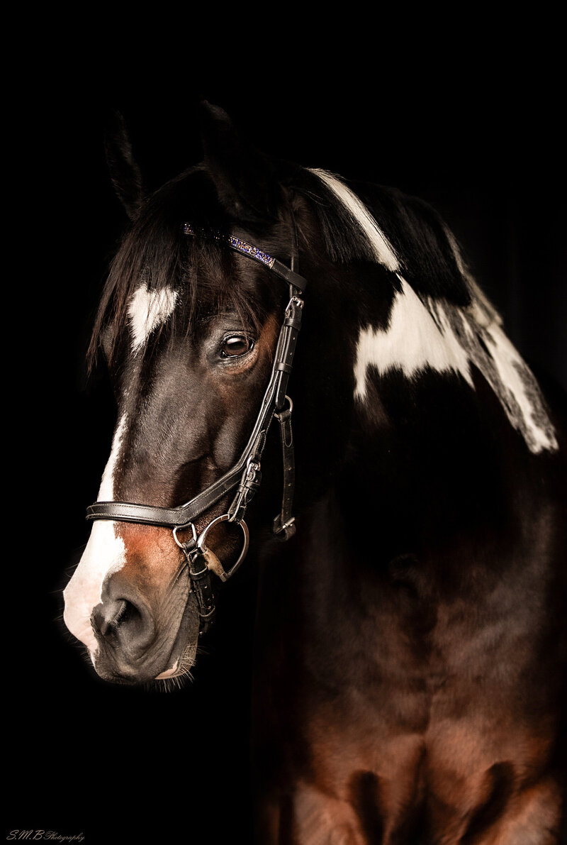 20241029-20241029-_MG_9858 copy