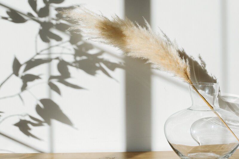 Pampas grass in a vase with shadows