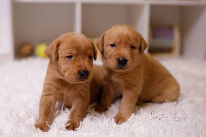 Two labrador retriever puppies