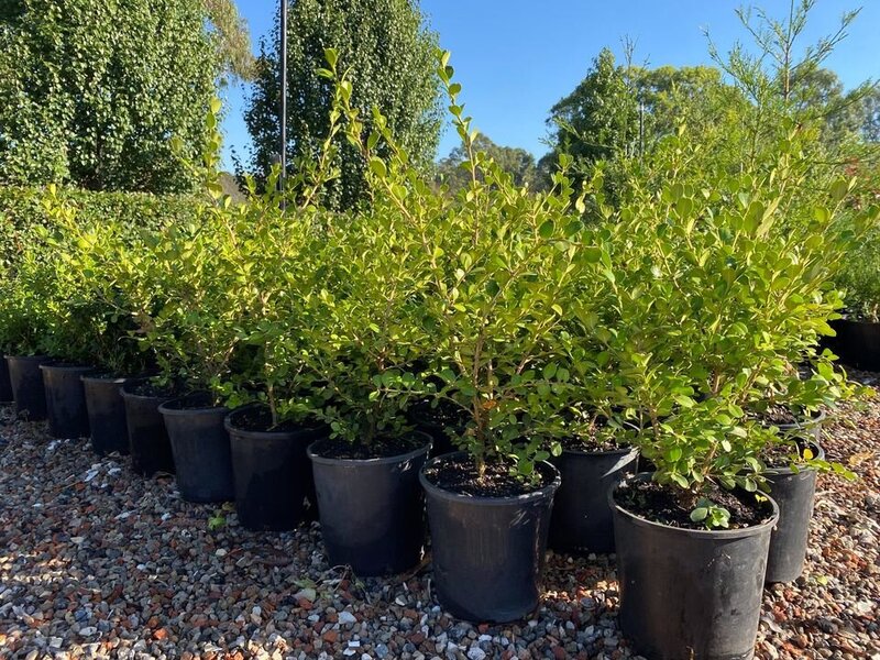 Japanese Buxus - Buxus Microphylla - Mature Hedging Plants & Screens Sydney