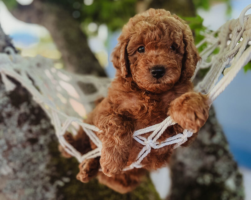 Salish Sea Miniature Poodles--109