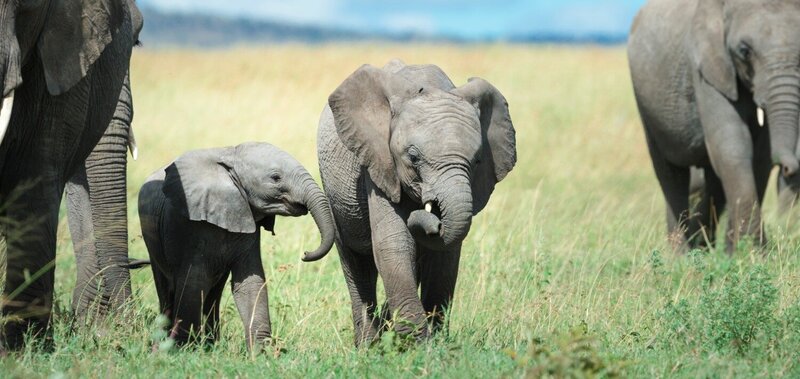 TAASA Safari Wildlife (18)