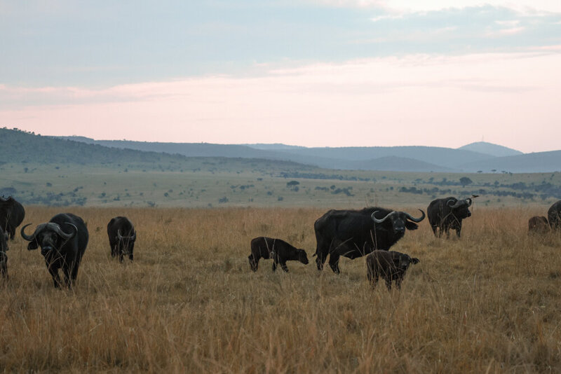 safariedited-001