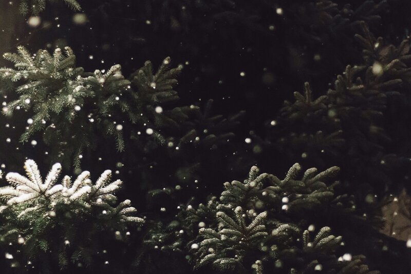 Snow-dusted pine tree leaves in the winter wonderland of Crownest Pass