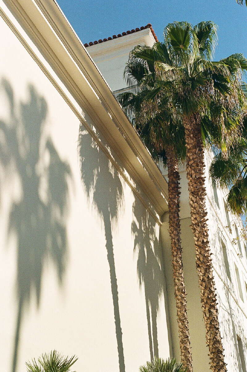 palm trees next to building