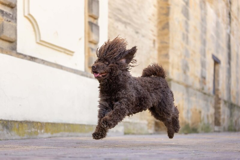 dog jumping