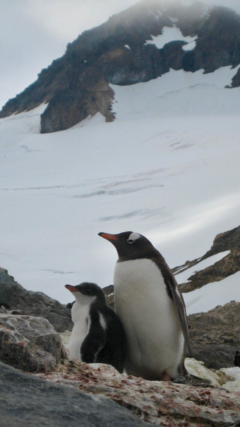 Relentlessly Me Self-Fulfillment Coaching Antarctica 4