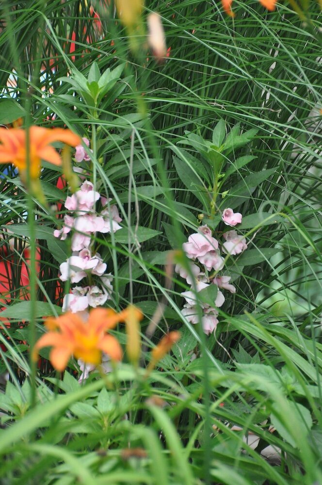 close up of some white and orange flowers