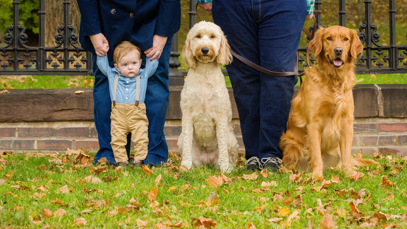 A Golden Doodle and Retriever standing alongside a little boy, creating a heartwarming scene from a dog-friendly mini session in Greater Philadelphia.
