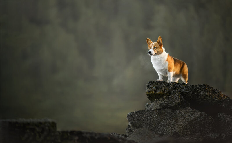 Create stunning outdoor dog portraits with Pets Through the Lens in Vancouver! Our award-winning professional pet photographer specializes in capturing candid and beautiful moments in scenic locations, whether it’s at the beach, park, or forest. Let your pet’s unique personality shine through in every shot. Book your outdoor pet photography session today and cherish these timeless portraits forever.