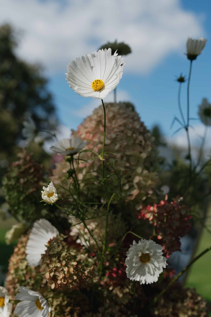 DSC_1154