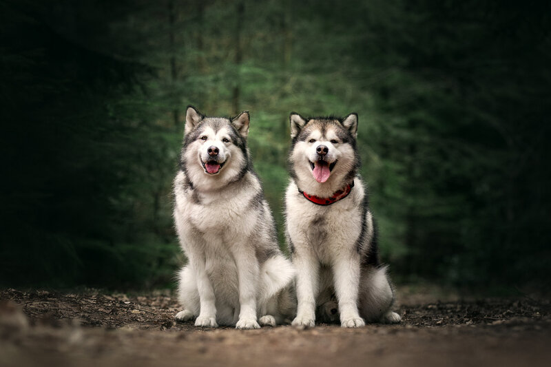 Puppy op de foto