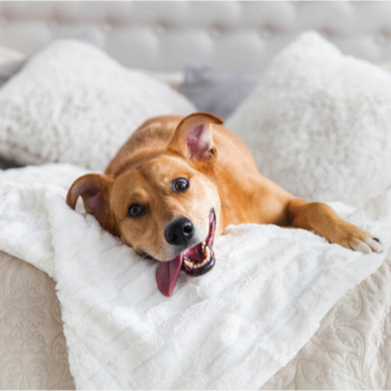 a tan dog laying on a bad with white covers