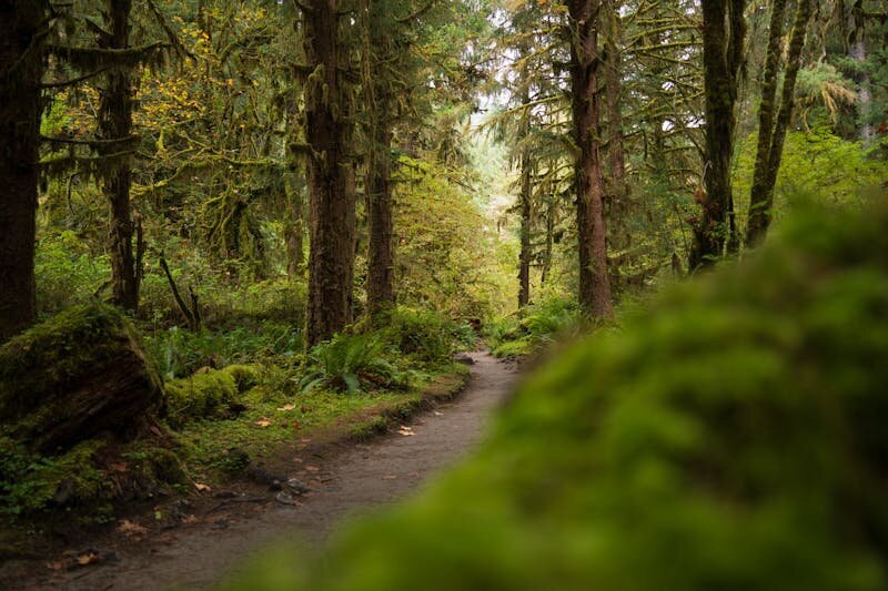 free-photo-of-lush-green-forest-trail-in-olympic-national-park