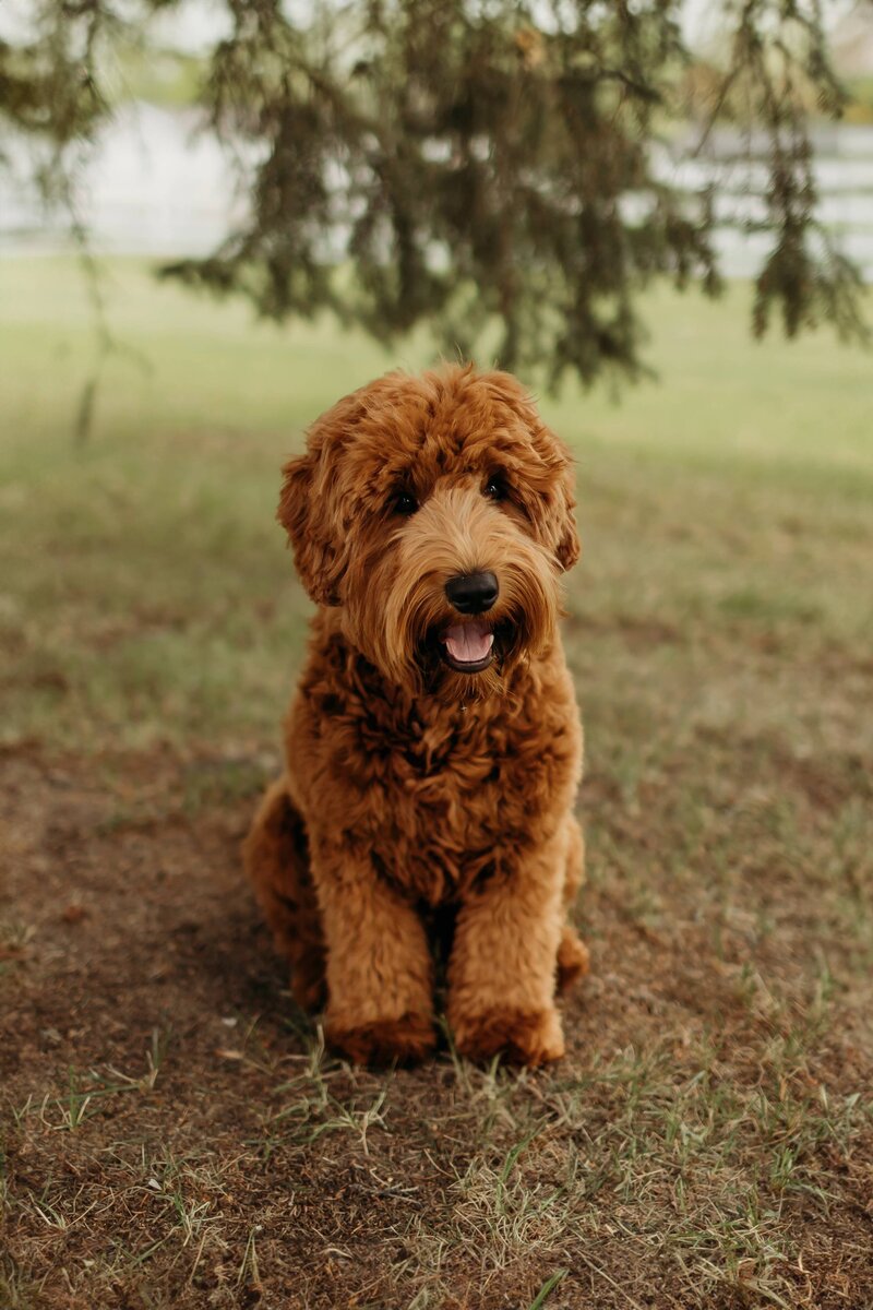 Red Australian Labradoodle Sailor in British Columbia
