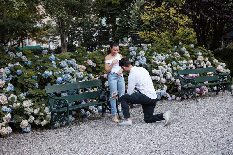 Young man on his knees about to propose near blue hydrangeas in Gramercy Park South.