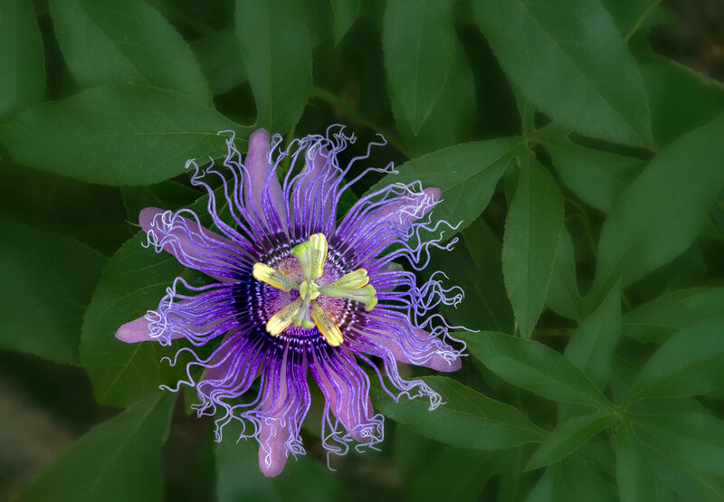 Passion-Flower (1)