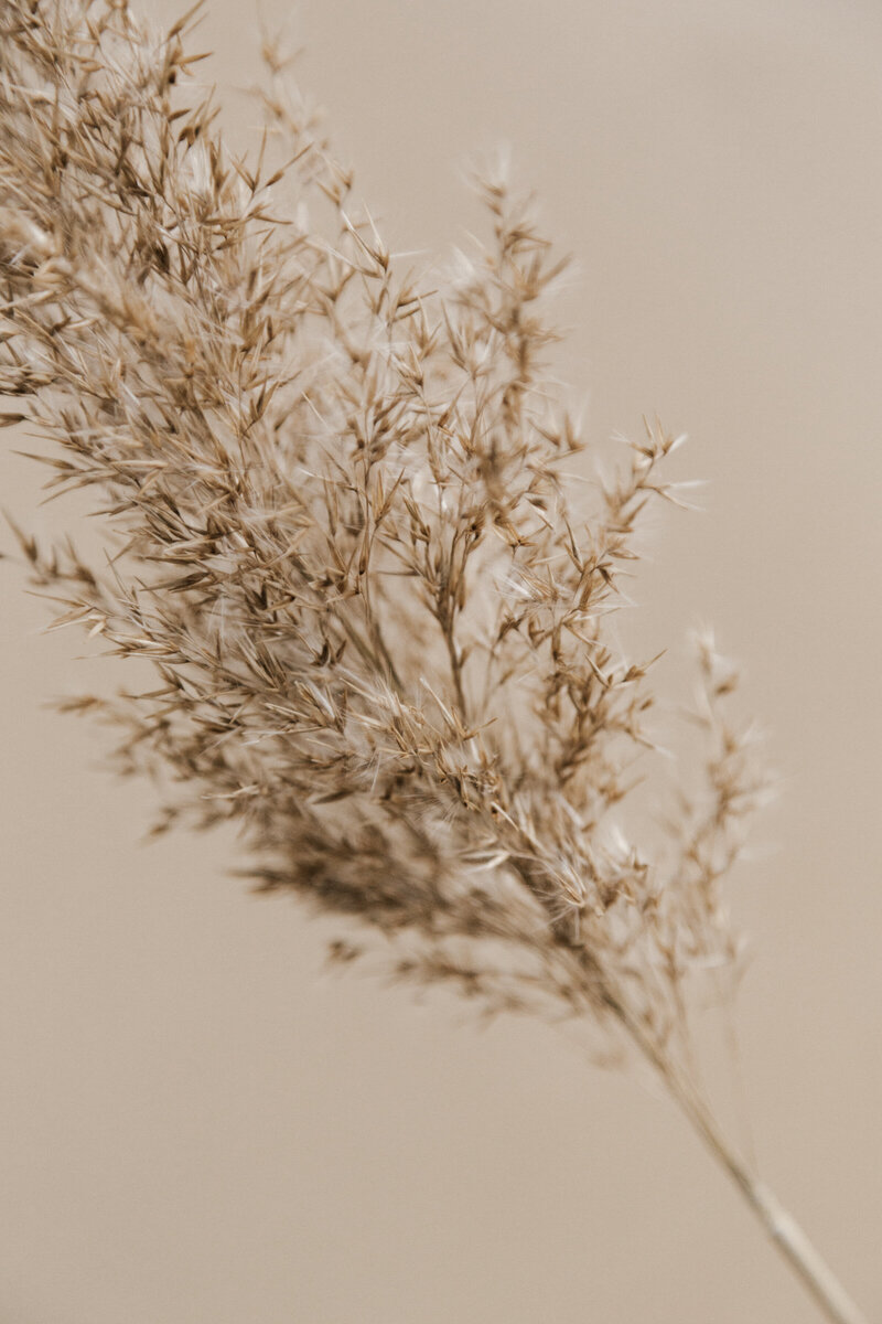 A dry grass flower plant showcasing nature's simplicity and beauty.