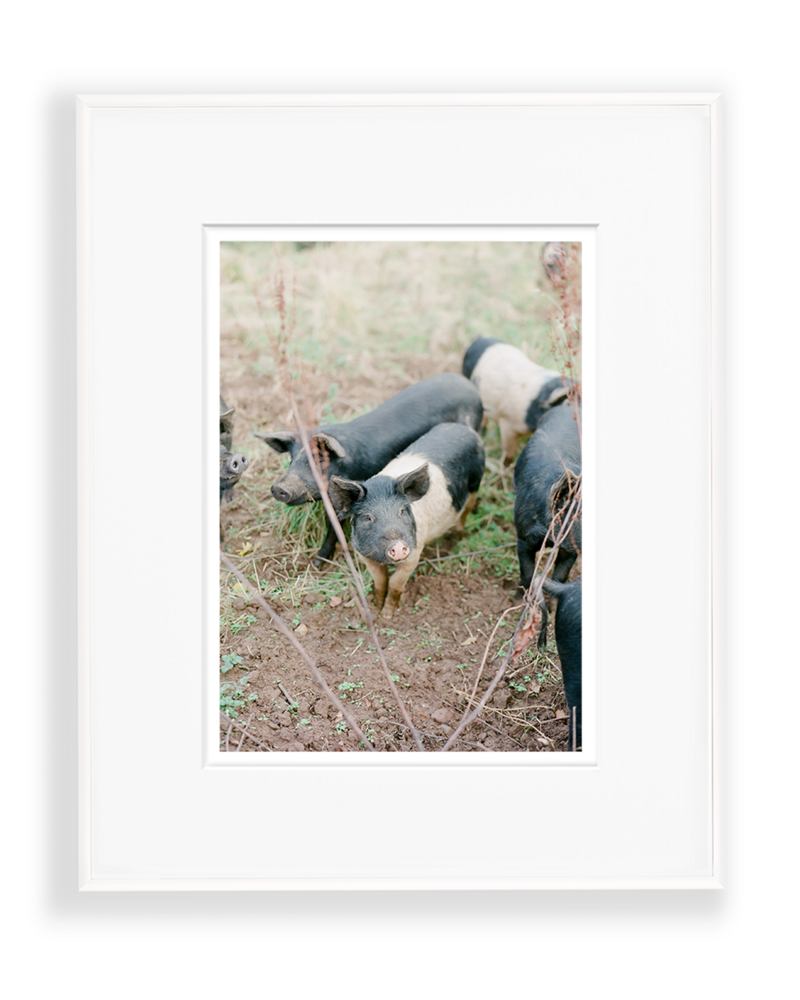 Piglets by Jacqueline Anne Photography Fine Art Photographer