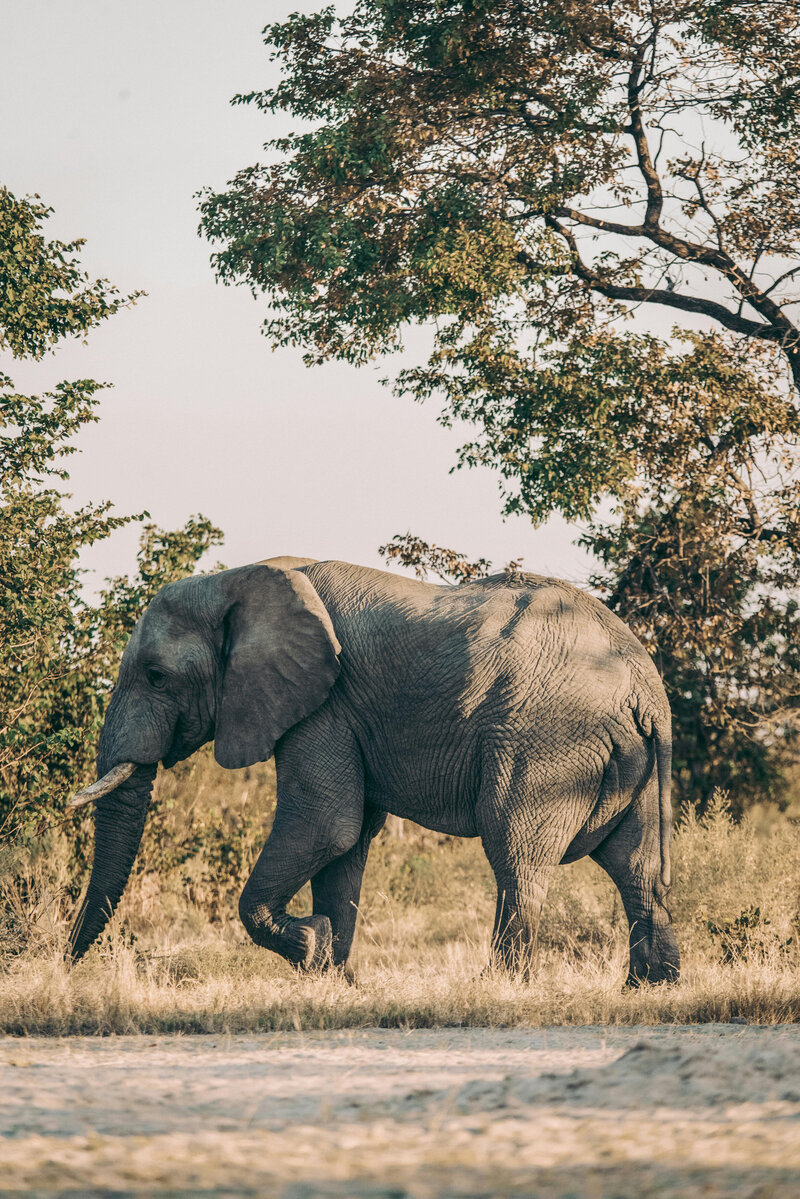 Elephant