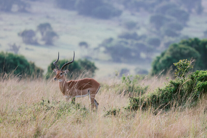 safariedited-493