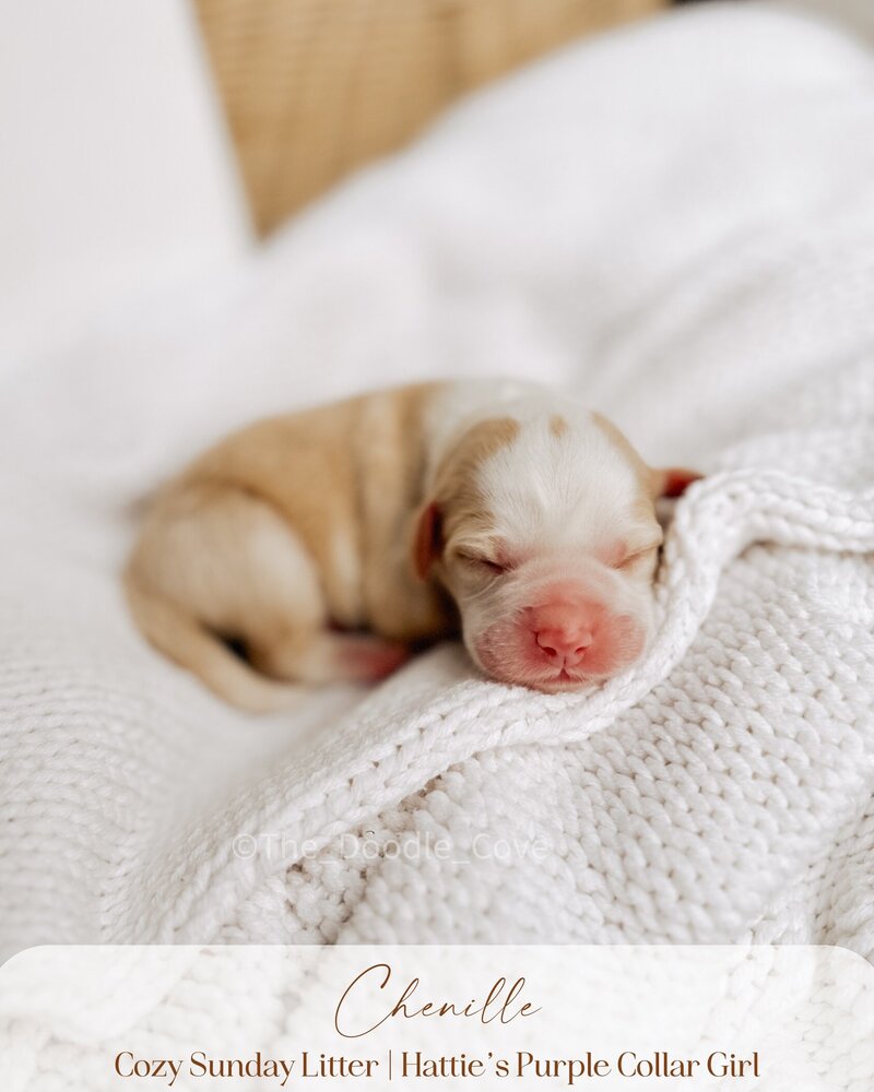 Cozy Sunday litter.zip - Pilsner (3)