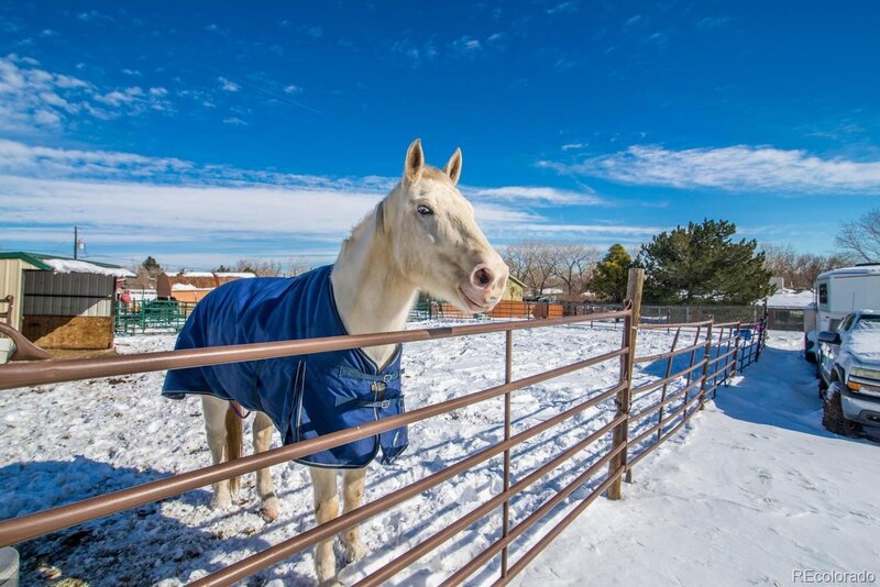 easley horse