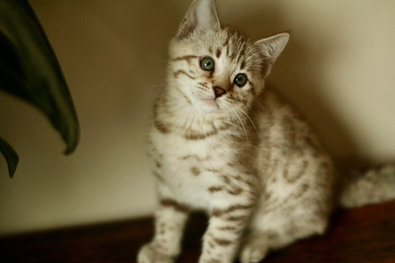 Sienna x Taima_Snow Mink Boy 2_4