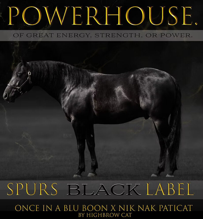 Spurs Black Label reference stallion
