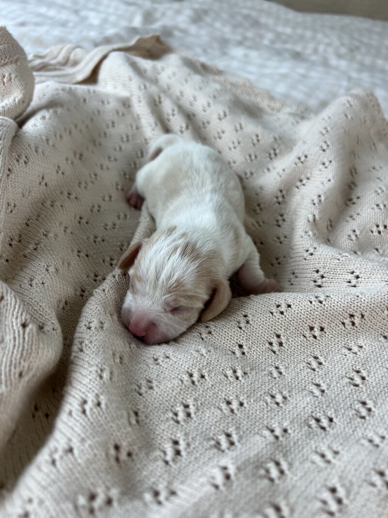Pocket Beagle Puppies For Sale