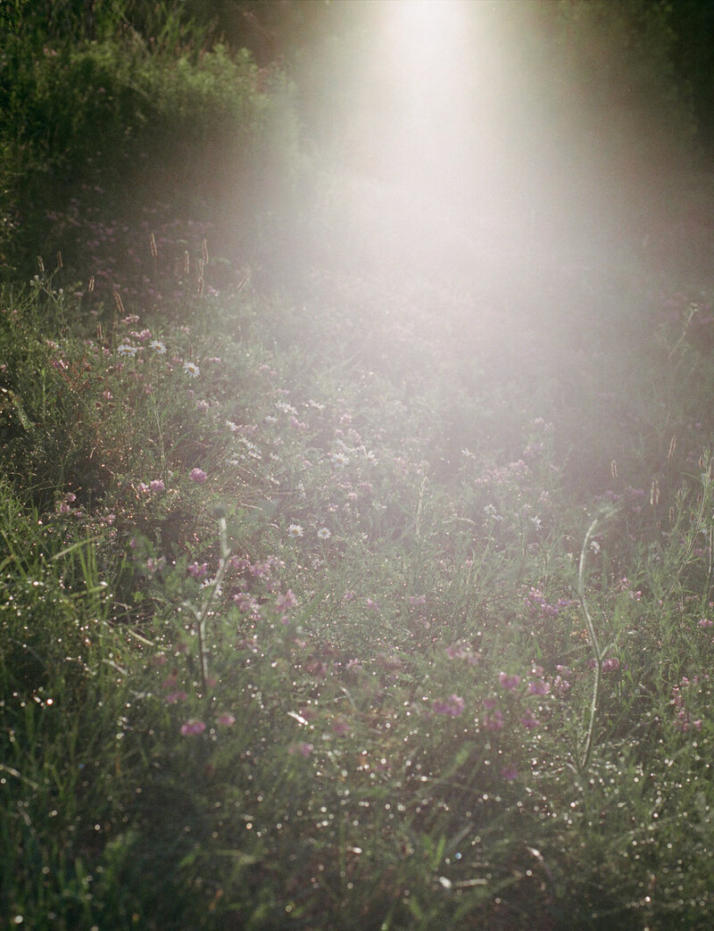 dewy, wildflower meadow at sunrise, pink clover meadow, film photography, candle scent photography, hazy light film photography